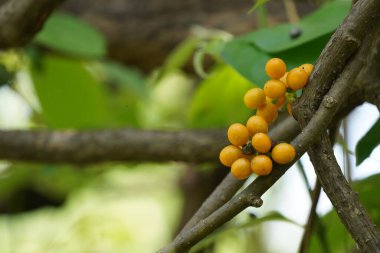 Bahçedeki ağaçta olgunlaşmış meyveler  