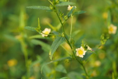 Bahçedeki güzel çiçekler 