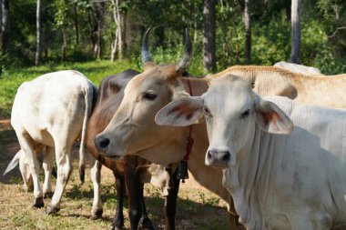 Yaz mevsiminde çayırdaki inekler 
