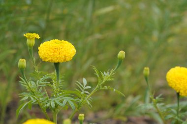 Bahçedeki sarı çiçekler