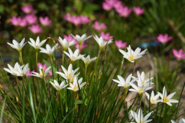 Bahçede çiçek açan güzel çiçeklerin yakın çekim görüntüsü