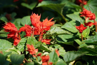 Güzel kırmızı ve turuncu çiçeklerin yakın görüntüsü
