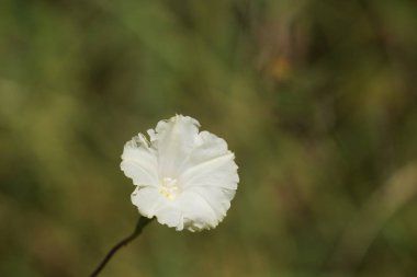güzel çiçek açan çiçeklerin yakın çekim