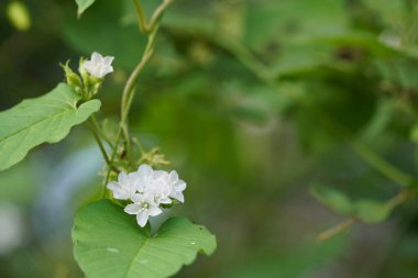 Bahçedeki güzel çiçekler 