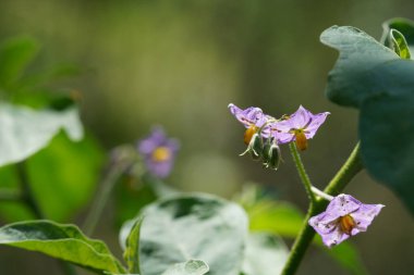 Bahçedeki güzel çiçeklerin yakın görüntüsü.