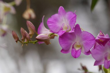 Bahçedeki güzel orkide çiçekleri
