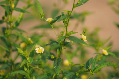 Güzel botanik fotoğrafı, doğal duvar kağıdı.