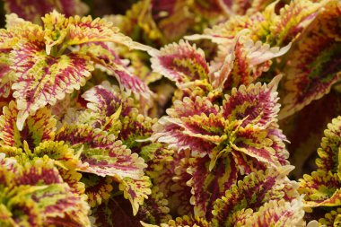 Güzel botanik fotoğrafı, doğal duvar kağıdı.