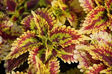 Güzel botanik çekimi, doğal arka plan.