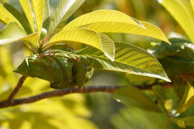 Yeşil yapraklı böceklerin yakın plan görüntüsü, bitki örtüsü.
