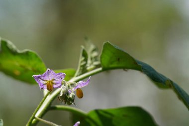 Bahçedeki güzel çiçeklerin yakın görüntüsü.