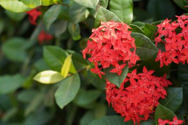 Bahçede çiçek açan güzel kırmızı çiçeklerin yakın plan görüntüsü, seçici odaklanma