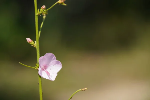 Schöne Blumen Garten — Stockfoto