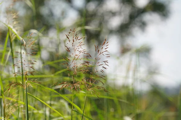 Grüne Rasenfläche Sommer — Stockfoto