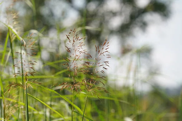 在夏天的绿草字段 — 图库照片