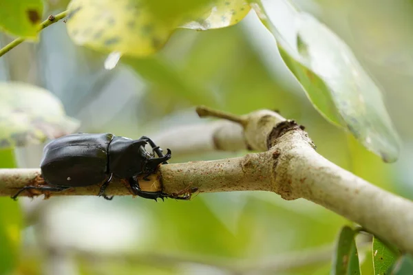 Coléoptère Noir Sur Plante Dans Faune — Photo