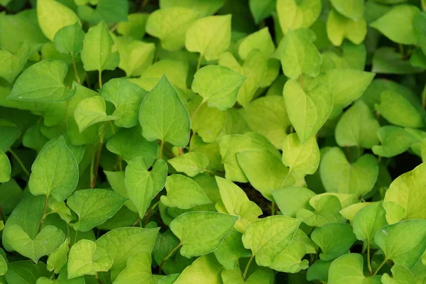 Bahçede taze yeşil yapraklar, yakın.
