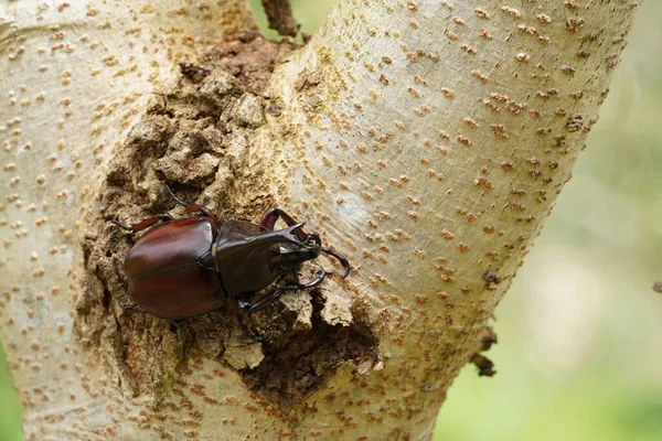 Black Beetle Plant Wildlife — Stock Photo, Image