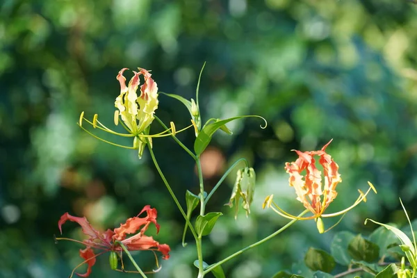 Vacker Botanisk Skott Naturliga Tapeter — Stockfoto