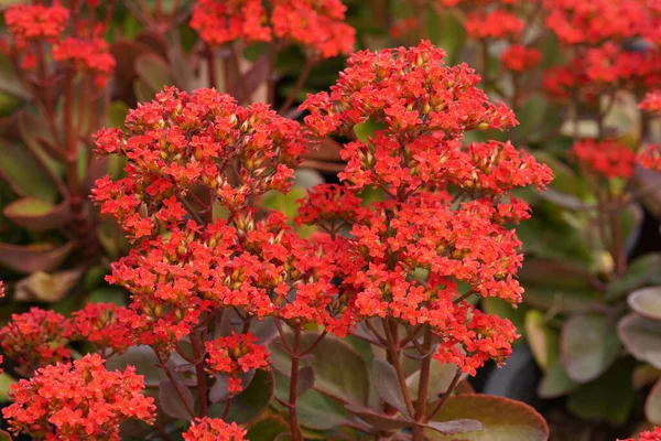 Bahçedeki kırmızı çiçekler