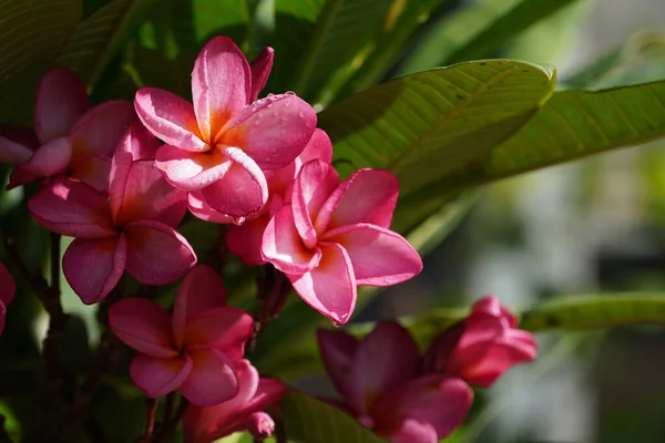 Bahçedeki Güzel Pembe Çiçekler — Stok fotoğraf