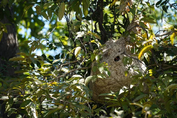 Güneşli yaz gününde ağaçta bir yuva
