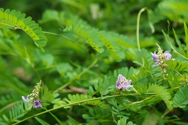 Mooie Bloemen Tuin — Stockfoto