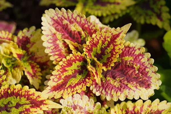 Güzel botanik çekimi, doğal arka plan.