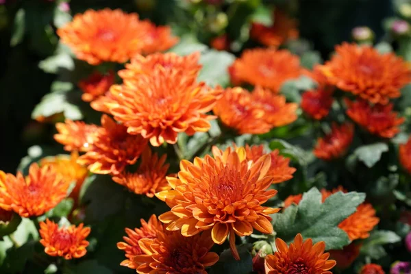 Bahçedeki güzel çiçekler