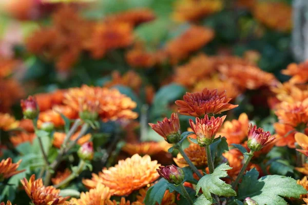 Közeli Kilátás Gyönyörű Virágok Kertben — Stock Fotó