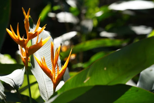 Belles Fleurs Tropicales Dans Jardin — Photo