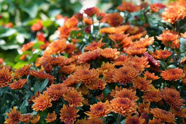 Bahçedeki güzel çiçekler