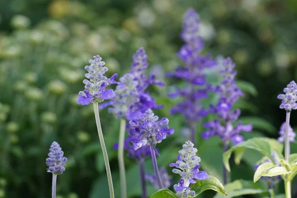 Bahçedeki güzel mor çiçekler