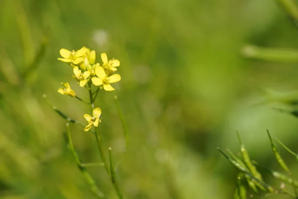 Gele Bloemen Tuin — Stockfoto