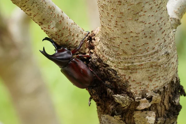 Black Beetle Plant Wildlife — Stock Photo, Image