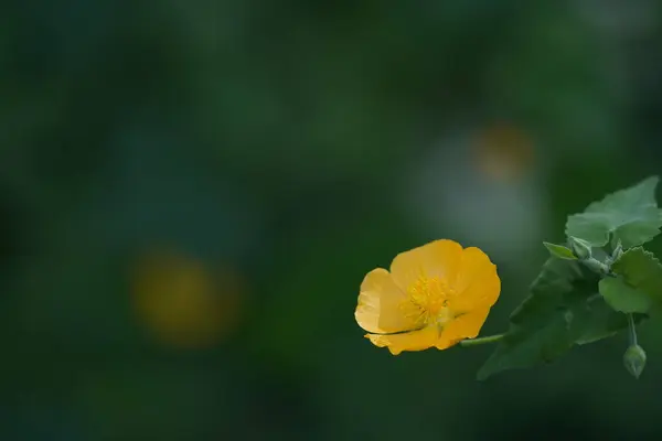 Hermosas Flores Amarillas Jardín —  Fotos de Stock