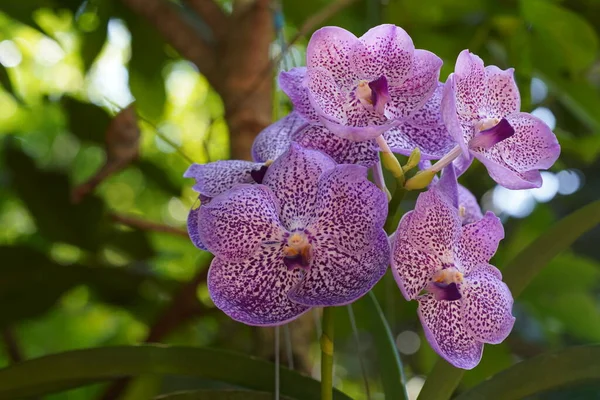 Lila Orchideenblüten Auf Verschwommenem Hintergrund Nahaufnahme — Stockfoto