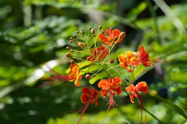 Zblízka Pohled Krásné Kvetoucí Květiny Zahradě — Stock fotografie