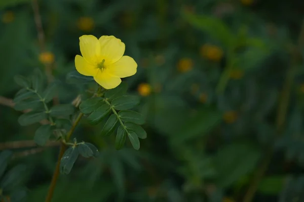 Beautiful Yellow Flowers Garden — Stock Photo, Image