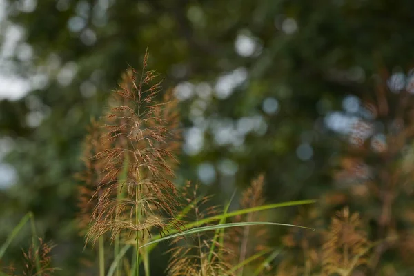 Güzel bir geçmişi olan yeşil bitkilerin etrafını kapatın..