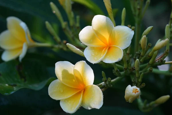 Hermosas Flores Blancas Jardín —  Fotos de Stock