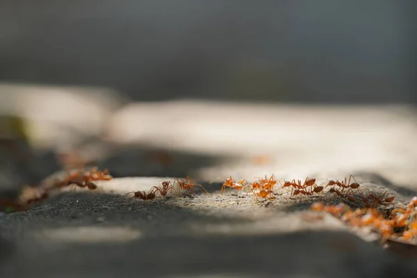 Gros Plan Fourmis Extérieur Mise Point Sélective — Photo