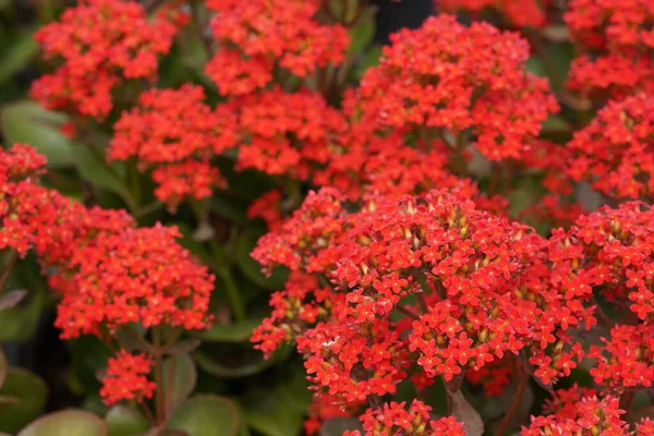 Bahçede güzel çiçekler yetişiyor, Flora.