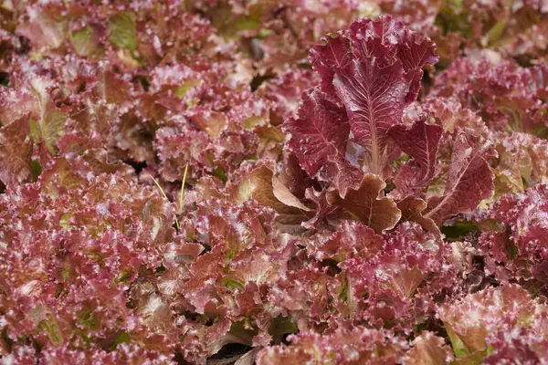 Bahçede taze marul yetişiyor.