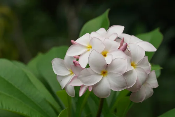 庭の白いプルメリアの花 — ストック写真