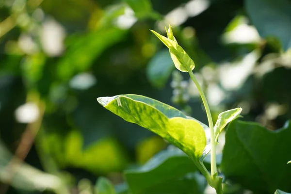 Hojas Verdes Plantas Que Crecen Aire Libre Verano — Foto de Stock