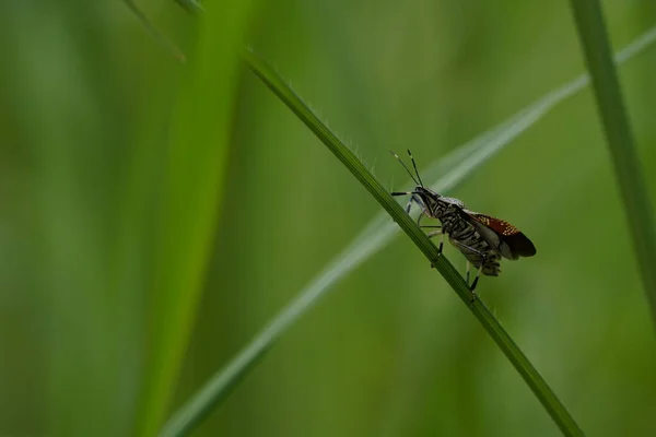 Close View Beautiful Insects Blurred Nature Background — 스톡 사진