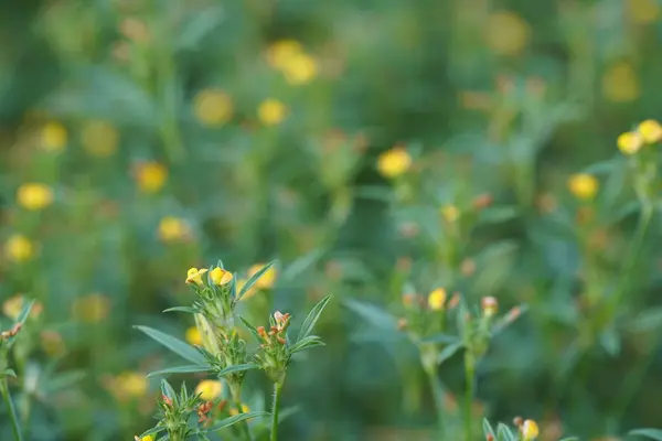 Beautiful Flowers Garden Summer Concept — ストック写真