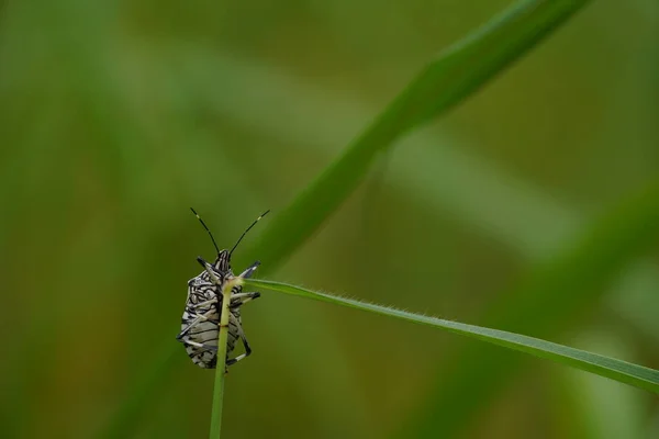 Close View Beautiful Insects Blurred Nature Background — 스톡 사진