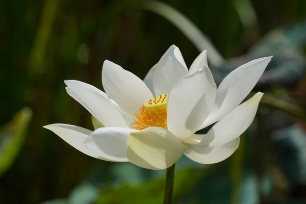 Mooie Witte Lotusbloemen Tuin — Stockfoto